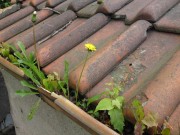 Blumen auf dem Dachrinneneinlauf