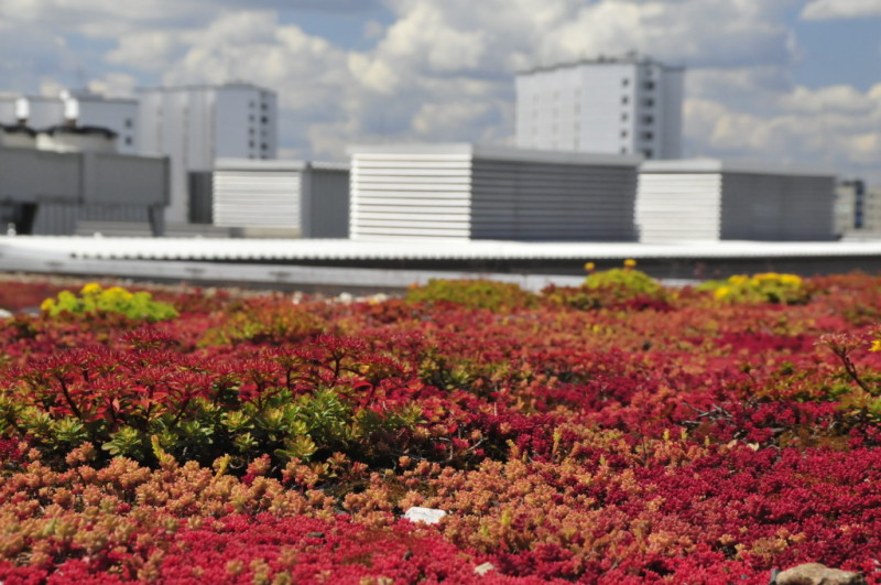 Grüne Dachlandschaft mit Blumen
